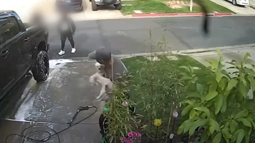A dog owner in Pittsburg grabs his dogs after one of them allegedly was kicked by a neighbor.