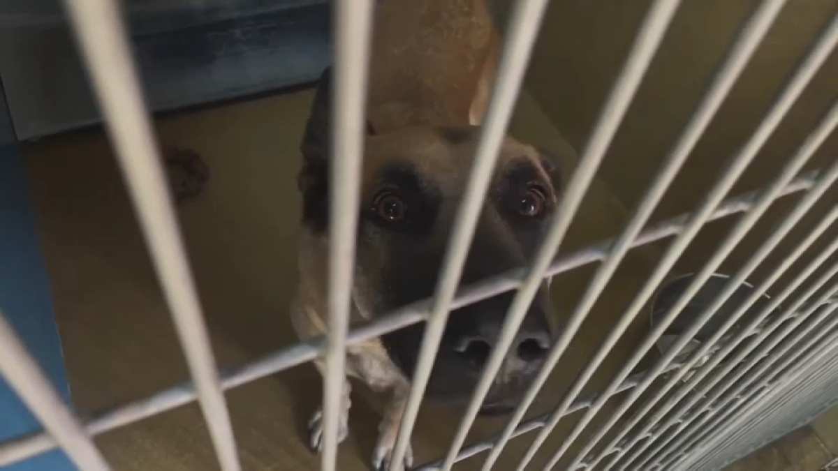 California veterinarians seeing more diseases, deaths in pets amid staff shortage