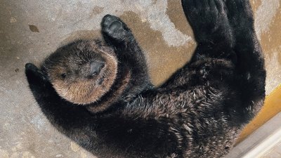 Cuteness alert: Meet Bennett, a sea-otter pup rescued by SeaWorld