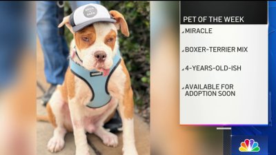 San Diego Humane Society pet of the week: Miracle