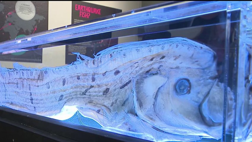 ‘Spooky looking' rare oarfish that washed up in Encinitas on view at Birch Aquarium