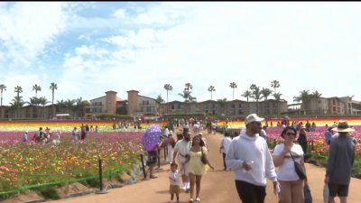 Mother's Day at the Flower Fields in Carlsbad