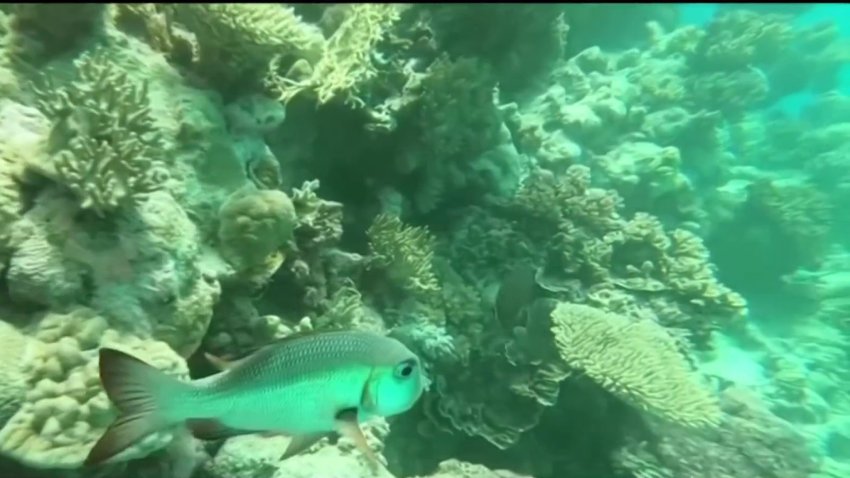 UC San Diego scientists develop gel to attract baby coral, encourage reef growth