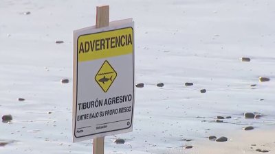 Warning signs posted at Torrey Pines State Beach after shark ‘bumps' swimmer