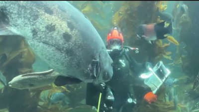 Kelp-cutting ceremony opens new exhibit at Birch Aquarium
