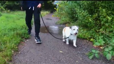 Experts warn pet parents to be careful with what you buy online