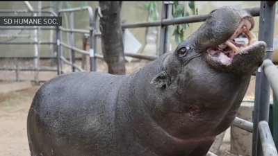 Pygmy Hippo marks milestone at Ramona Wildlife Center as the oldest in the world