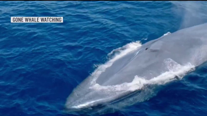 Whale watching season peaks in San Diego