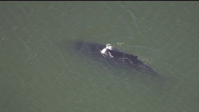 Federal cuts could impact blue whale research long-term