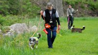 Canine investigators searching for spotted lanternfly eggs