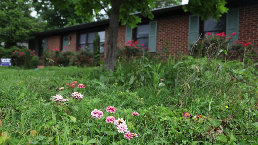 Flowers and tall grass cover the lawn of Amanda Beltramini Healan in Nashville, Tenn., Monday, May 19, 2025, who participates in No Mow months to improve water retention and encourage pollinators.