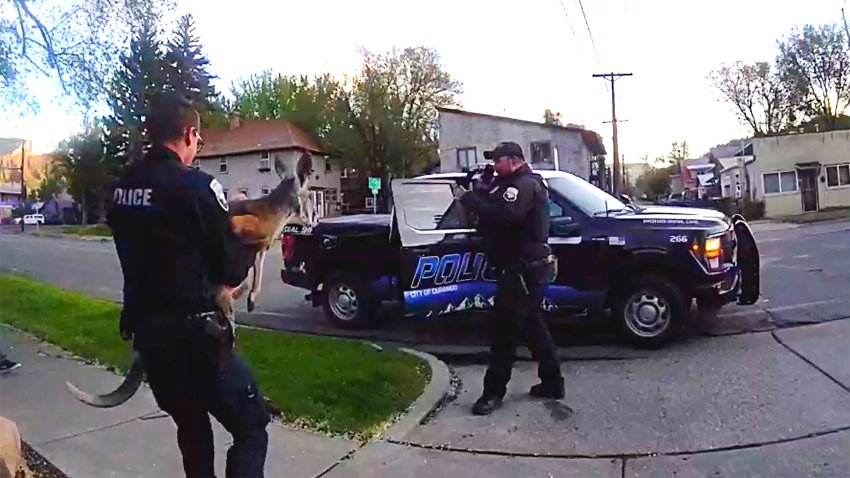 This still image from video provided by the Durango Police Department shows Irwin the pet kangaroo is seen on the loose Monday, March 19, 2025, in Durango, Colo.