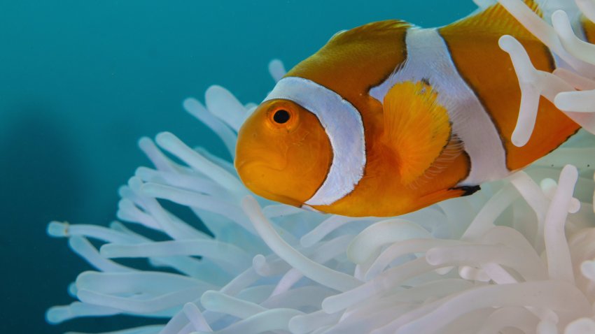 This photo provided by Morgan Bennett-Smith shows a clownfish near an anemone in Kimbe Bay, off the coast of Papa New Guinea.
