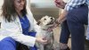 Pets can suffer from allergies, but there are ways to help our furry friends
