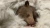Black bear cub thriving after ‘touch and go' first month following rescue