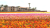 Carlsbad Flower Fields sell out for Mother's Day