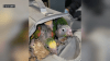 San Diego man charged with attempting to smuggle 17 birds across border