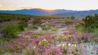 BORREGO SPRINGS, CA - MARCH 27: General views of the California desert super bloom taking place in Anza-Borrego on March 27, 2019 in Borrego Springs, California. (Photo by AaronP/Bauer-Griffin/GC Images)