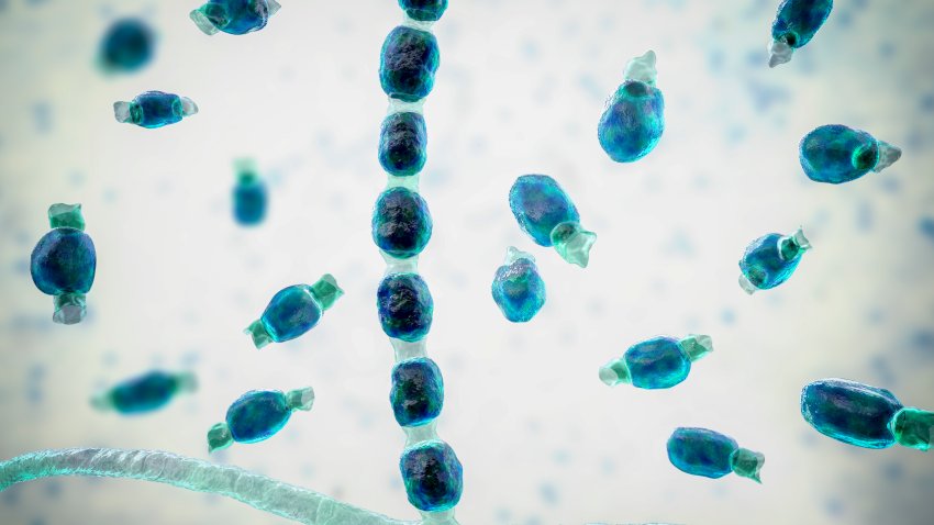 Illustration of thick-walled arthroconidia and arthrospores from the fungus Coccidioides immitis. This fungus is found in desert and semi-arid regions, and is endemic to south-western USA, Mexico and South America. C. immitis is the causative agent of coccidioidomycosis, also known as valley fever. The route of infection is almost always pulmonary, by inhalation of the spores. Agricultural workers are particularly at risk. Symptoms include a cough, chest pain, fever, rash and fatigue. Treatment is by antibiotic and antifungal drugs.