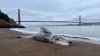 Five dead whales found in San Francisco Bay Area in less than a week