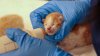 2 zip-tied kittens rescued, recovering in Rancho Santa Fe; 2 others died