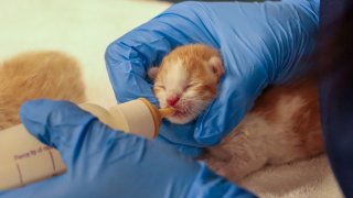 One of the rescued kittens being bottle-fed at the Helen Woodward Animal Center