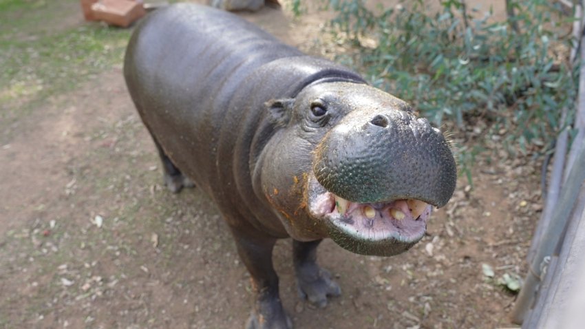 Pygmy Hippo, Hannah Shirley, at Ramona Wildlife Center.