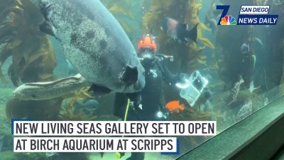 New Living Seas Gallery set to open at Birch Aquarium at Scripps | San Diego News Daily