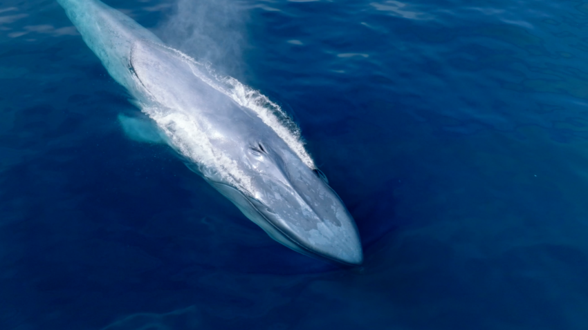 A blue whale captured via drone off the coast of San Diego in May 2025.