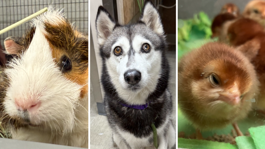 A small portion of the animals taken in Thursday by the San Diego Humane Society.