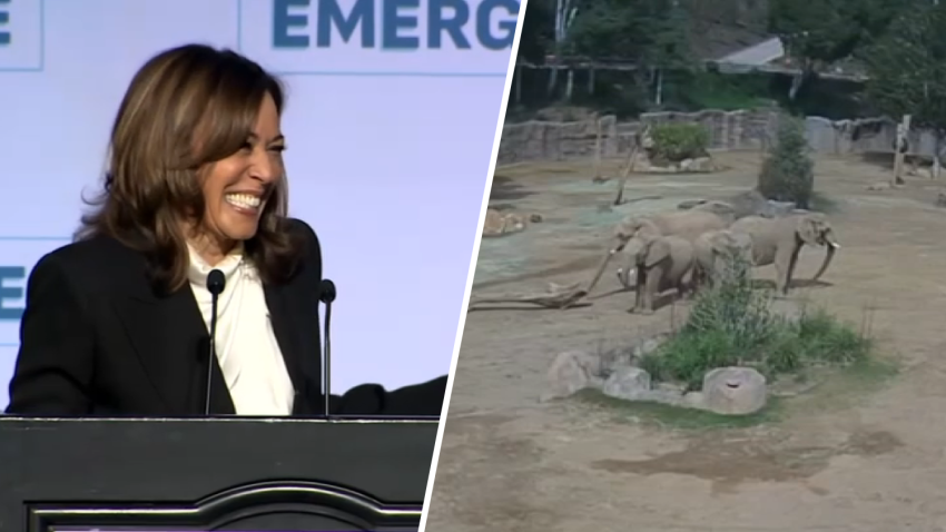 Former Vice President Kamala Harris next to a screenshot of a video of elephants at the San Diego Zoo Safari Park during an earthquake.