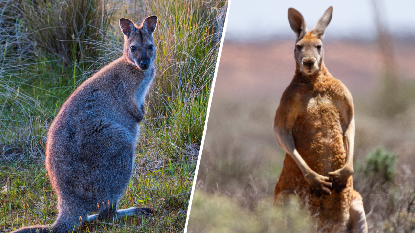 Kangaroo and wallaby