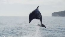 A U.S. Navy dolphin. FILE