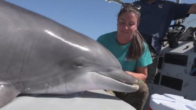 Navy dolphins help scientist discover nutrient that may be key to living longer
