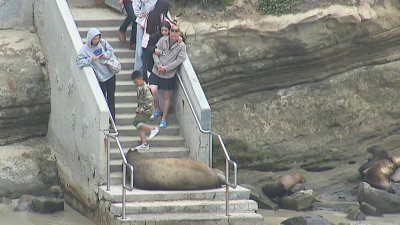 Access to La Jolla Cove could look different if coastal group gets its way