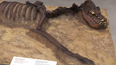 Balboa Park's Nat museum brings fossils back to life at new $5.1M Paleo Center