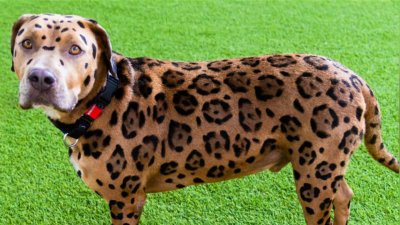 Oh, Boy Boy: Meet the Pet of the Week, just in time for California Adopt a Pet Day