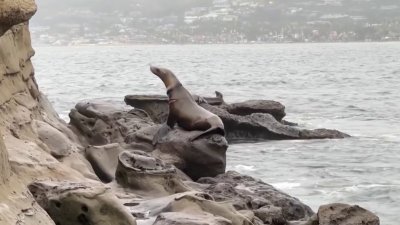 Keeping people and sea lions safe from each other along the La Jolla coastline