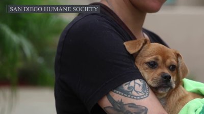 Nearly 300 pets adopted from SD Humane Society during California Adopt-a-Pet Day