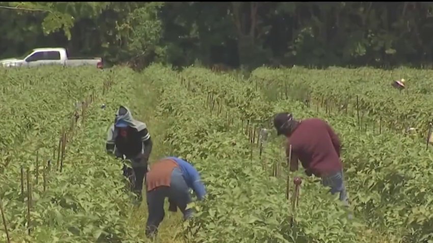 San Diego farmers, hotel workers' union react to Trump's call for immigration crackdown changes