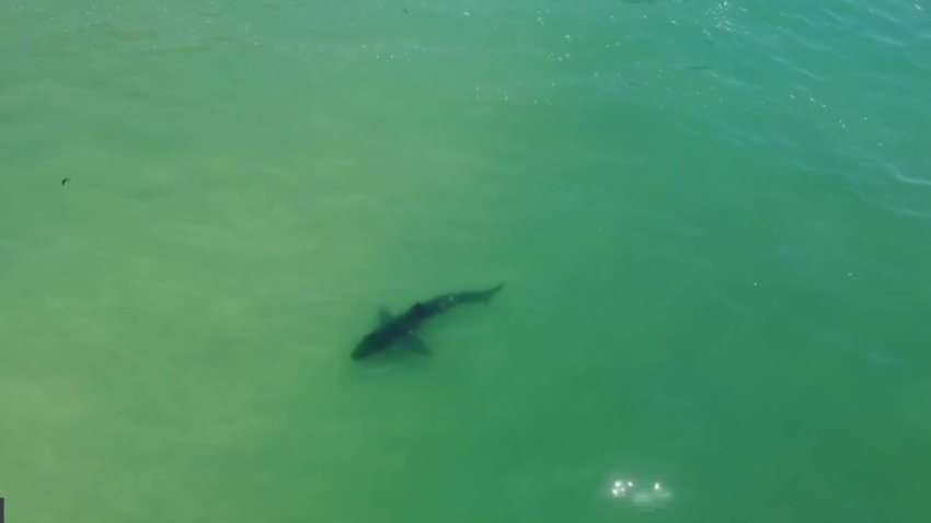 How ‘Jaws' sparked a legacy 50 years ago that fueled shark science in San Diego