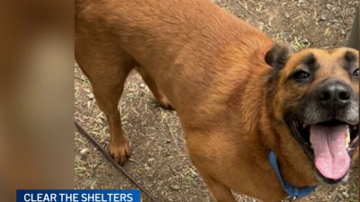Pet of the Week: Cookie looking to bring some sweetness to your family