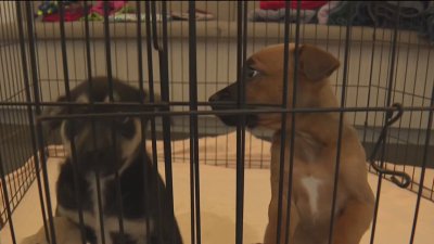 Pet spooked by fireworks? San Diego Humane Society has free solution to keep them safe