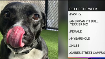 Pet of the Week: Pastry, the American Pit Bull Terrier Mix
