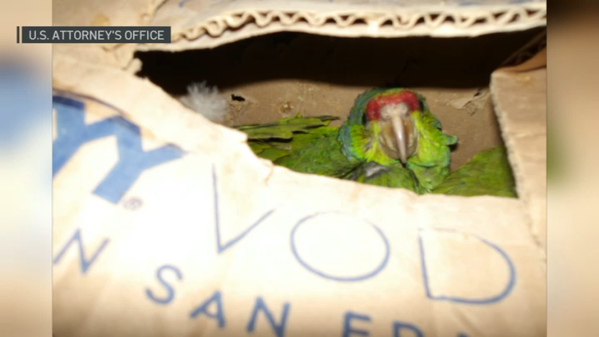 One of the birds inside a cardboard box that was found on the passenger floorboard.