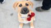 Nearly 300 pets adopted from SD Humane Society during California Adopt-a-Pet Day