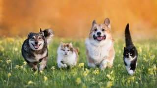 cute domestic cats and dogs of various colors run through a summer sunny meadow
