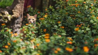 Tabby cat in a flowering bush