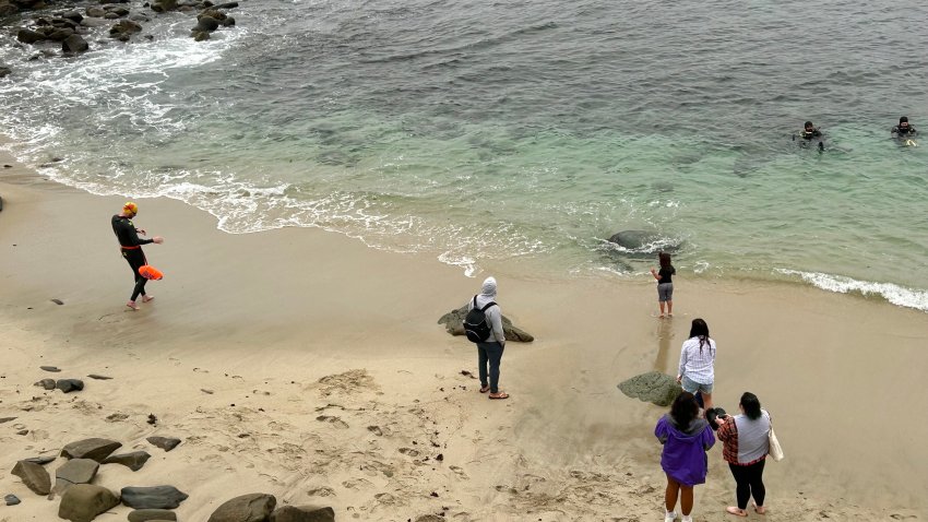 Visitors to La Jolla Cove, Saturday, watched the waves and sea lions.