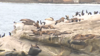 Sea lions at La Jolla Cove on June 4, 2025.